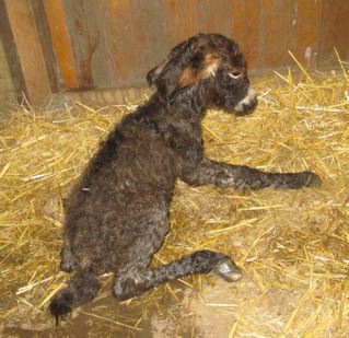 Emerald_Ridge_Piper_Miniature_donkey_jenny_giving_birth_picture_at_Poplargrove_Stud_standing